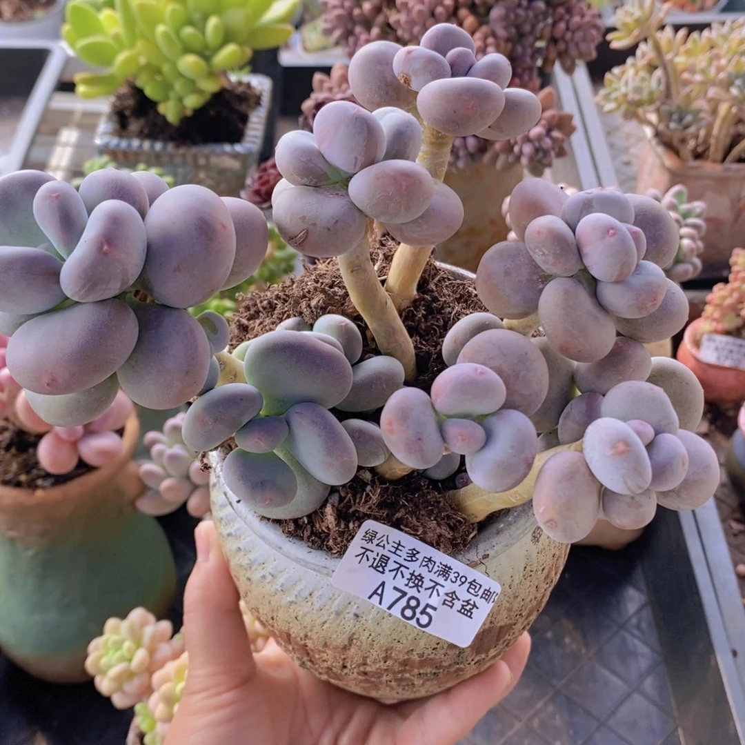 黄金大叶奶785多肉植物散拼