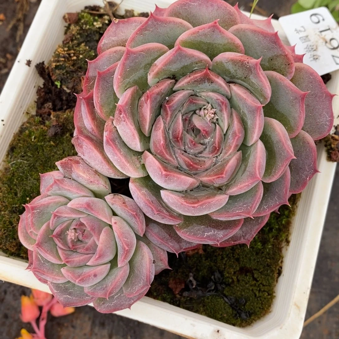 7619杂交多肉老桩