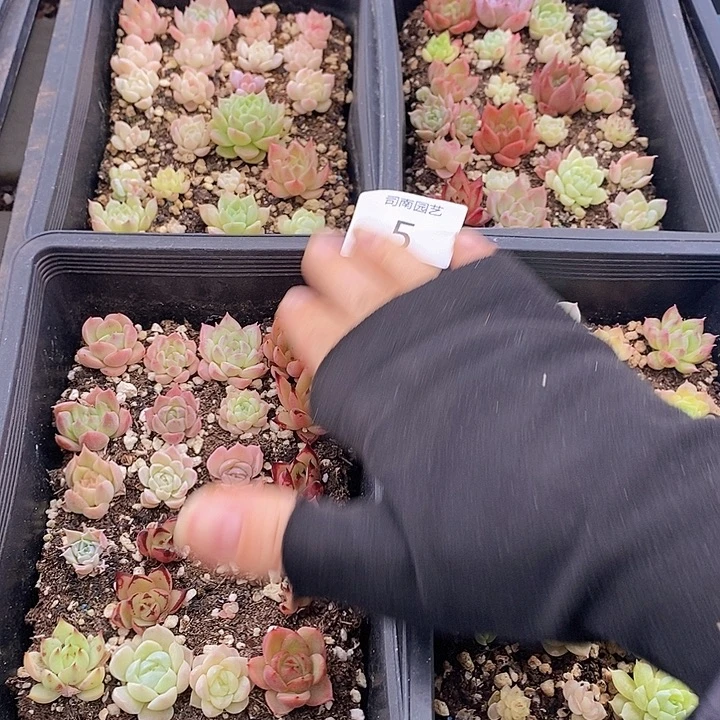 5 多肉植物盆栽花卉