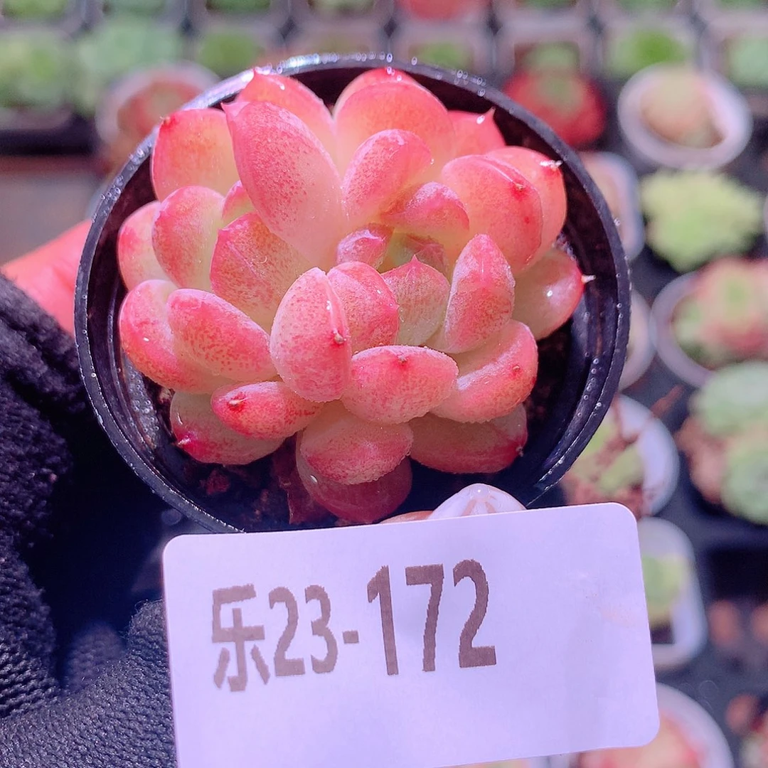 乐然23-172 新品