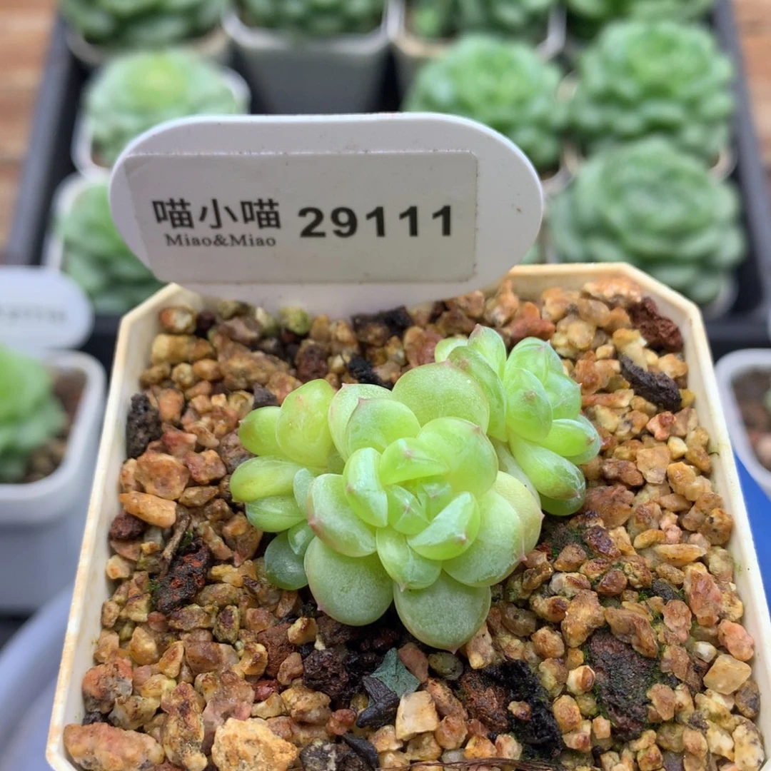 多肉植物遥遥珍妮