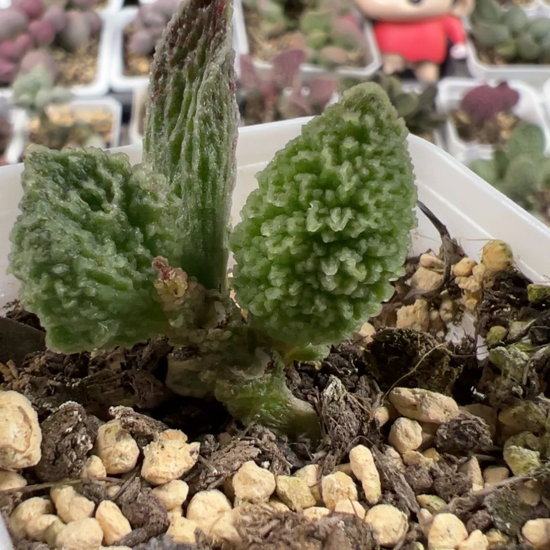 实生新品多肉植物水泡多肉植物