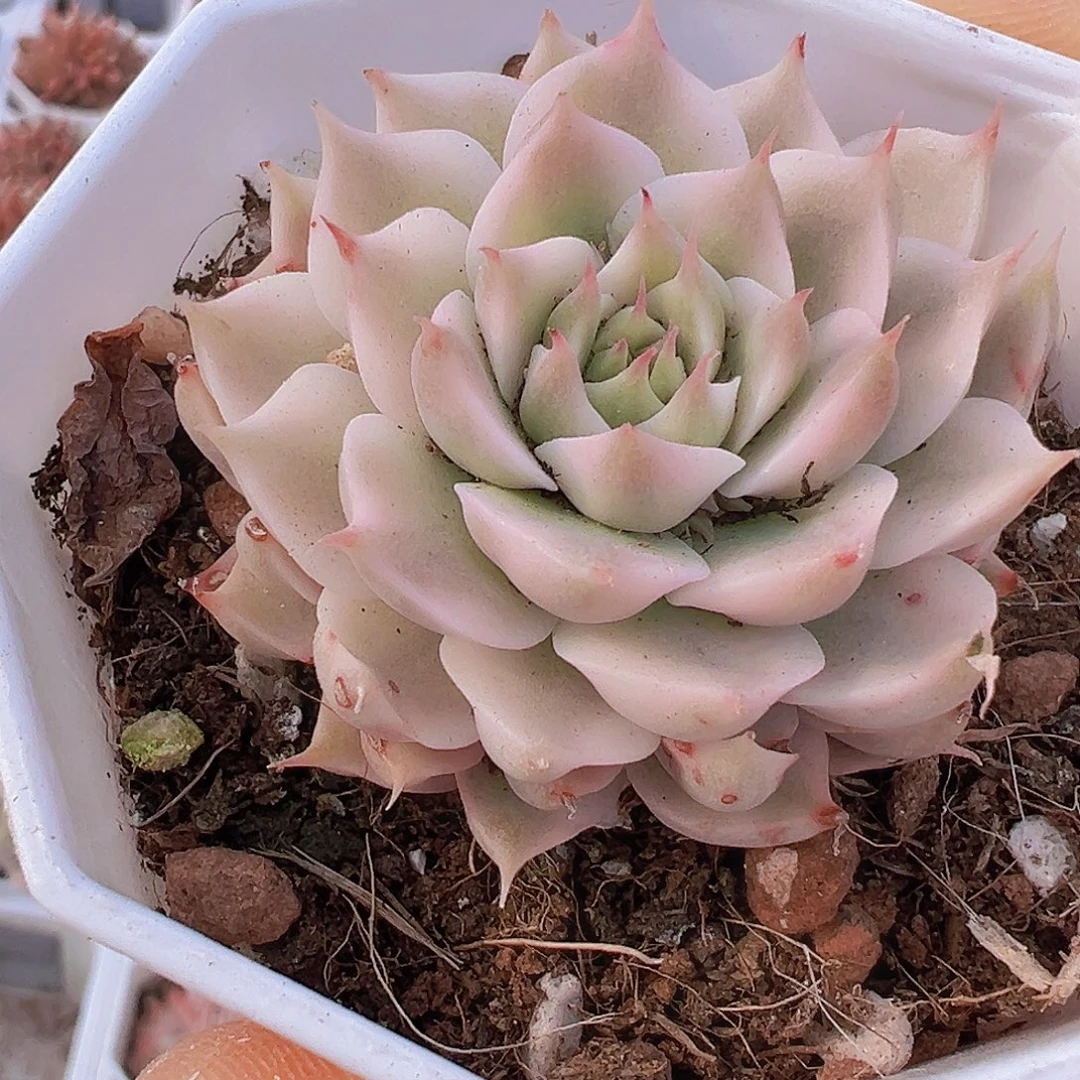 玛格丽特理解19包邮多肉