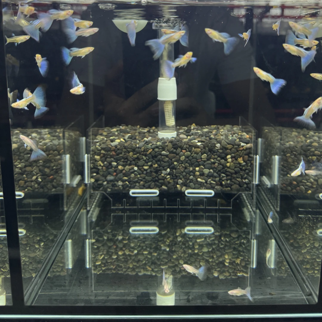 天空蓝白欧翼飞船孔雀鱼
