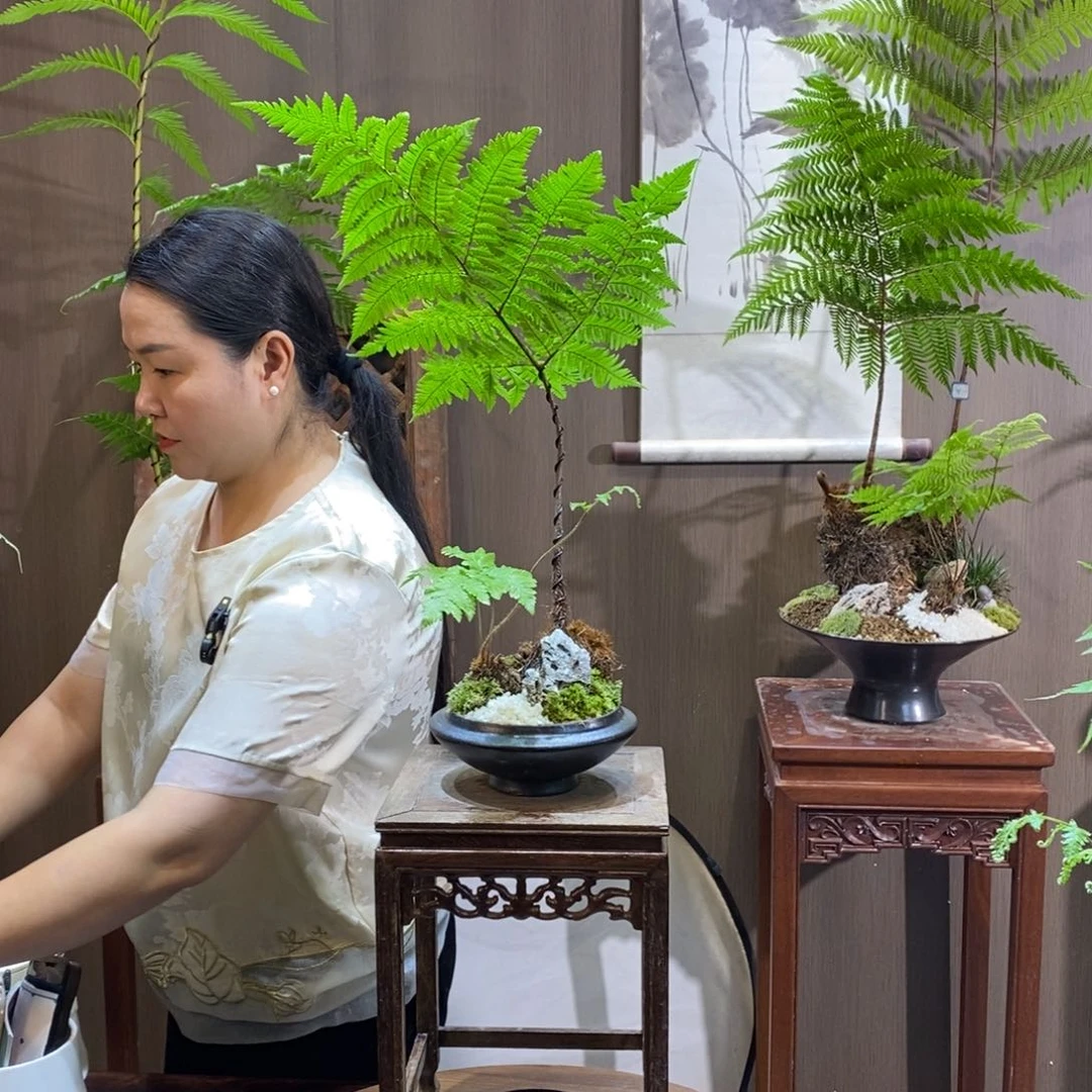 蜜***丝无花朵蕨类植物一物一拍