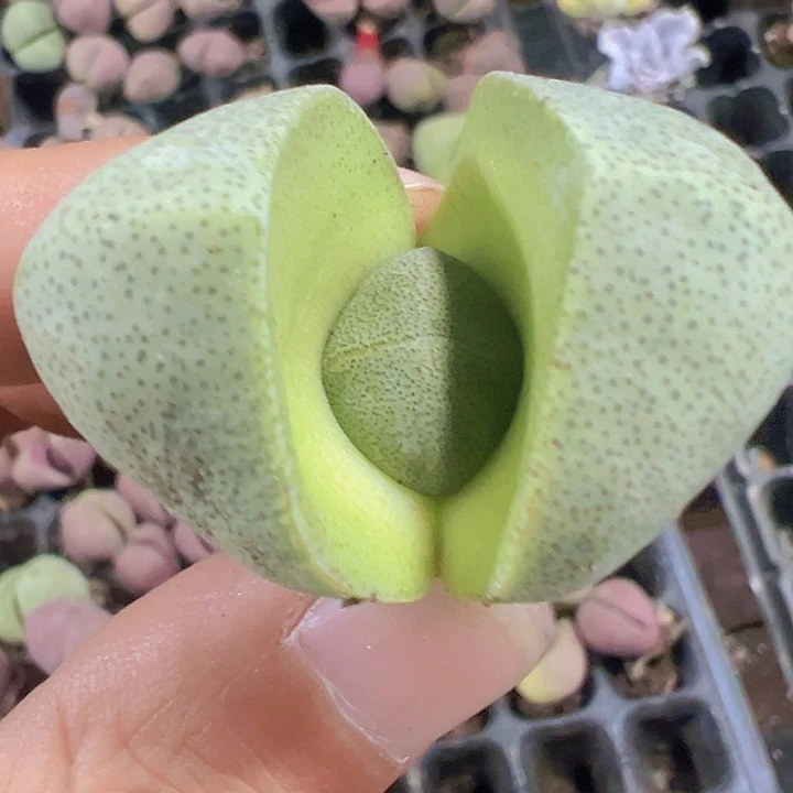 绿元宝精品多肉植物