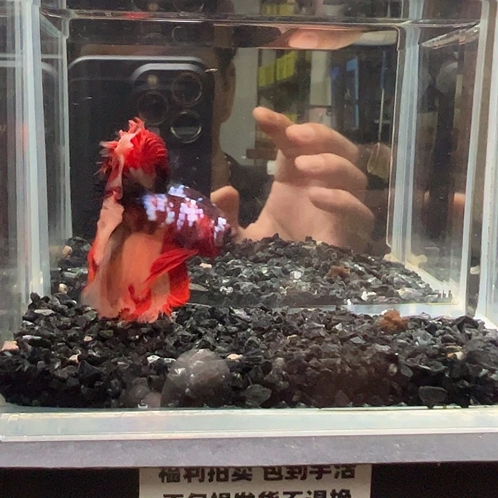 斗鱼竞拍跑单拉黑38