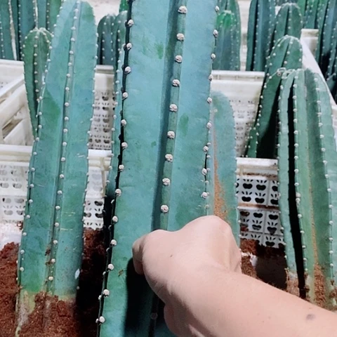 英***姐50公分左右脱土发货量天尺