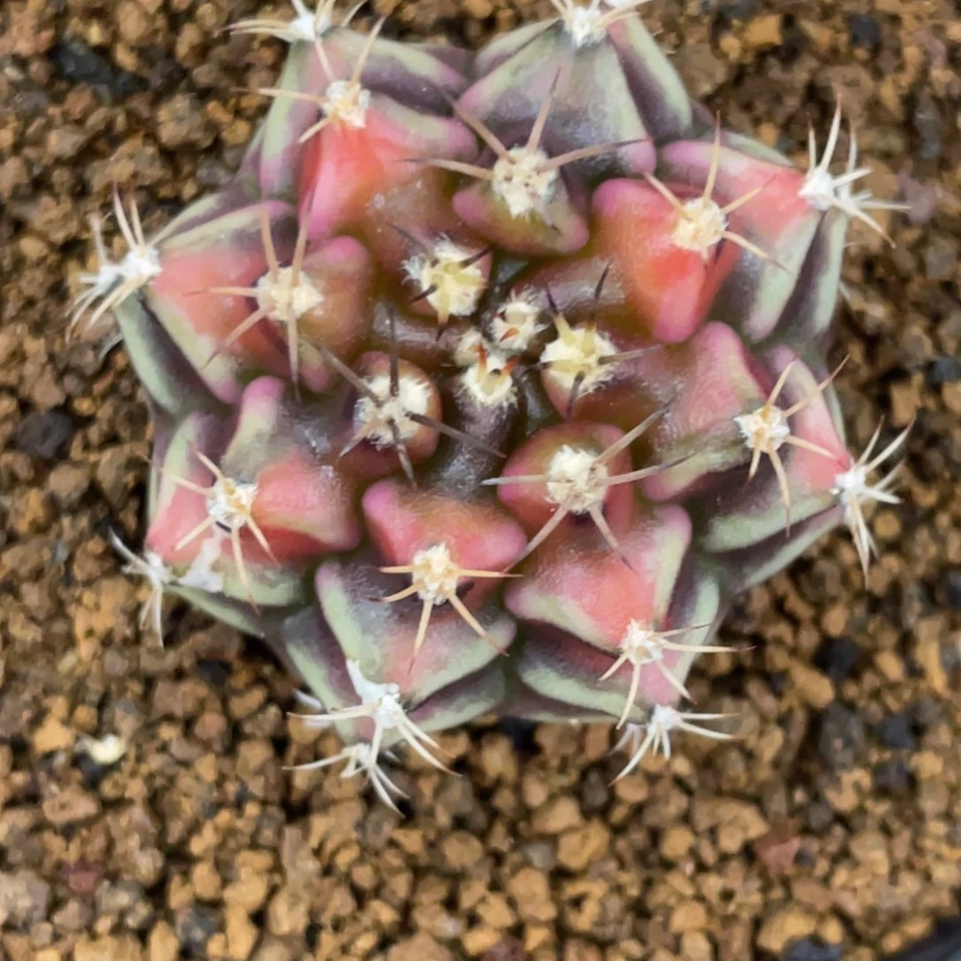 当前无花朵，栽培后可花朵山姆