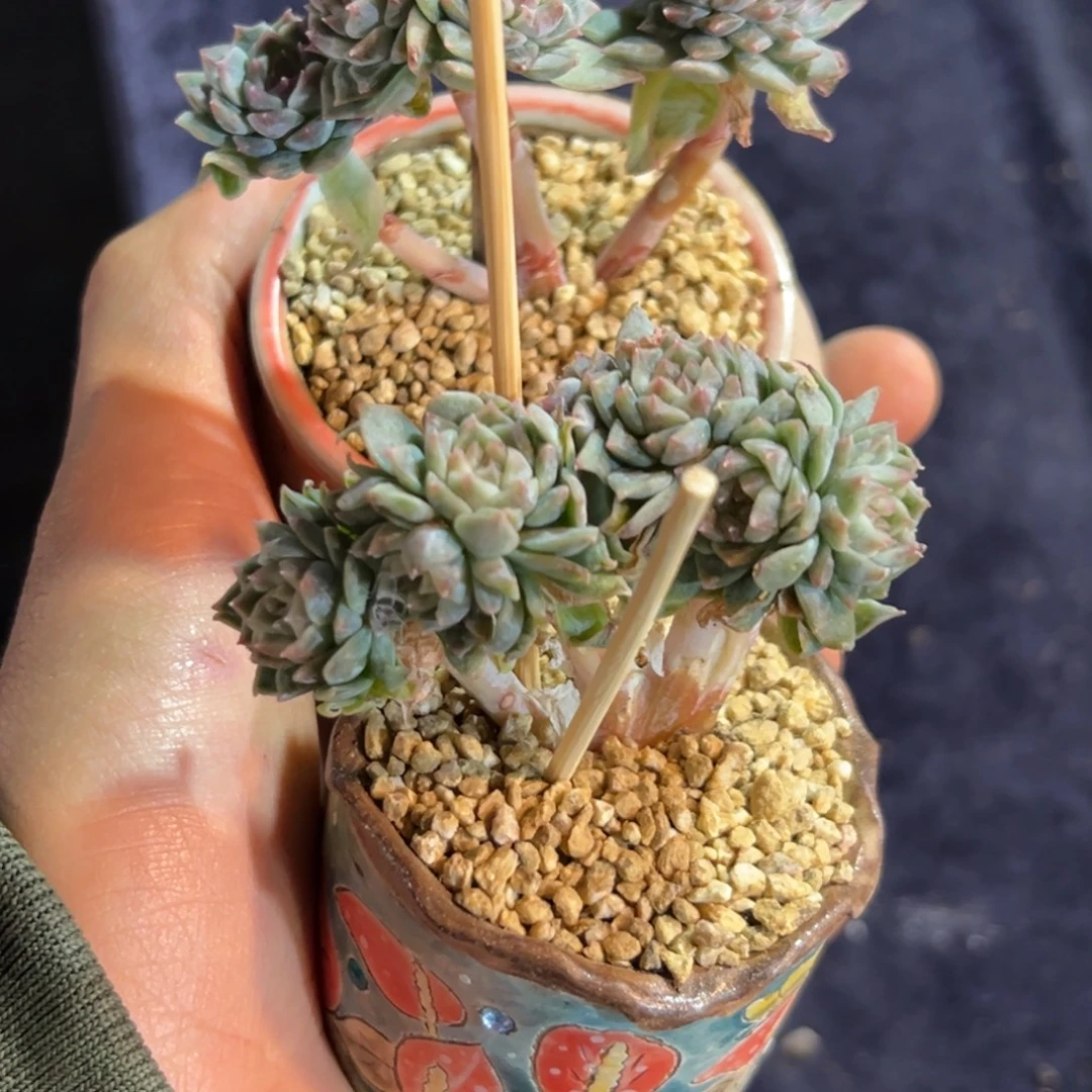新年快乐 新年快乐