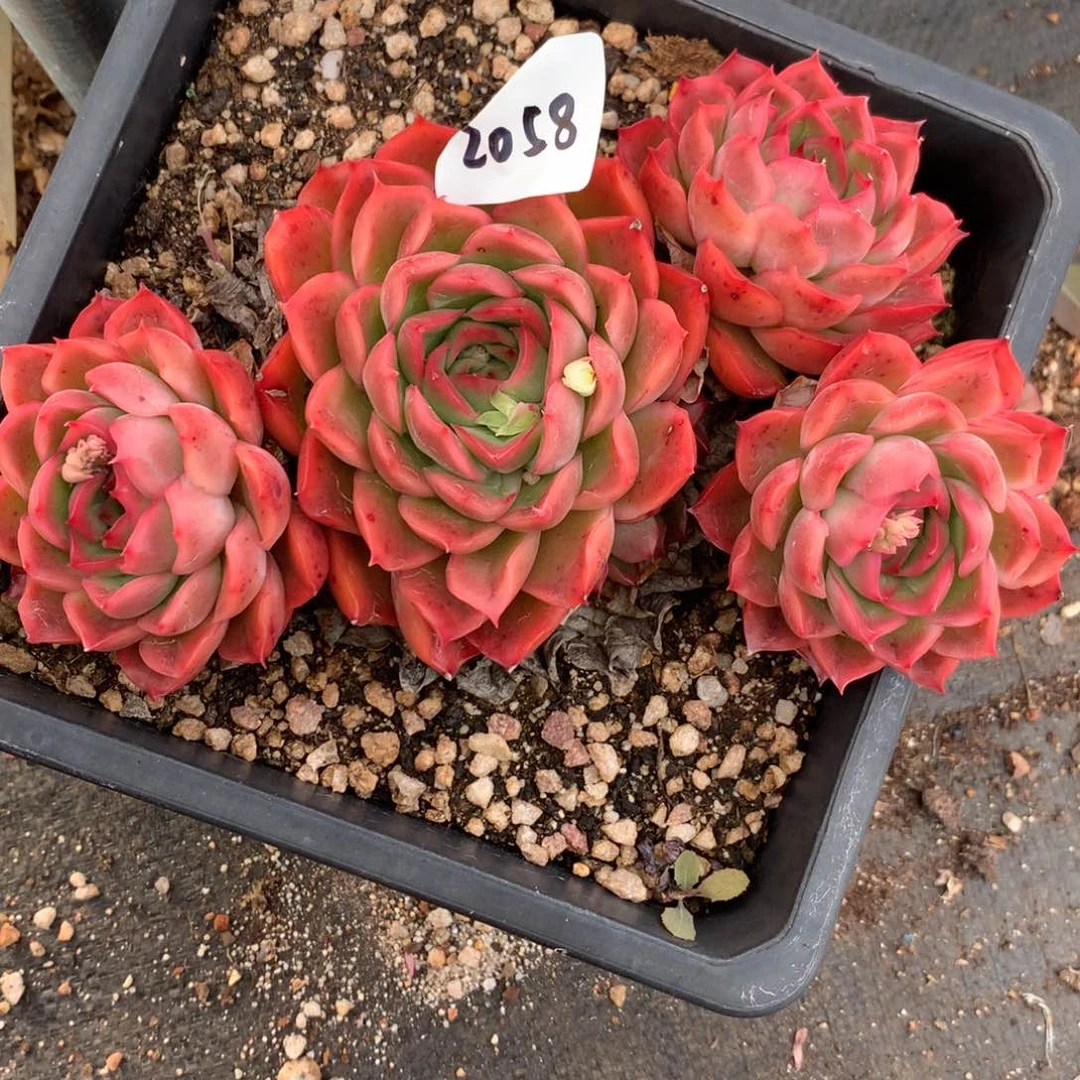 2058杂交多肉老桩