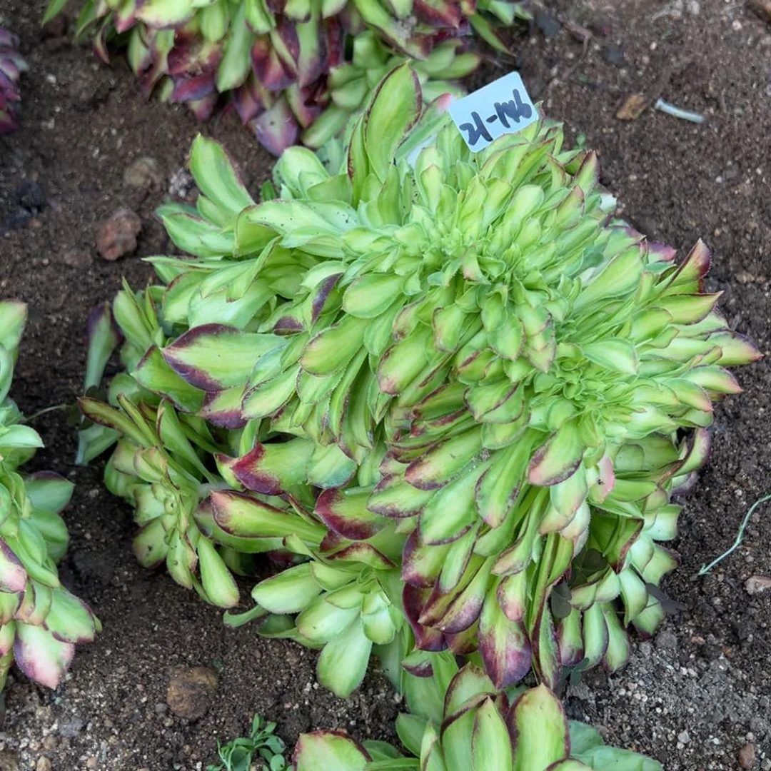 s*霞146韶华缀多肉多肉多肉