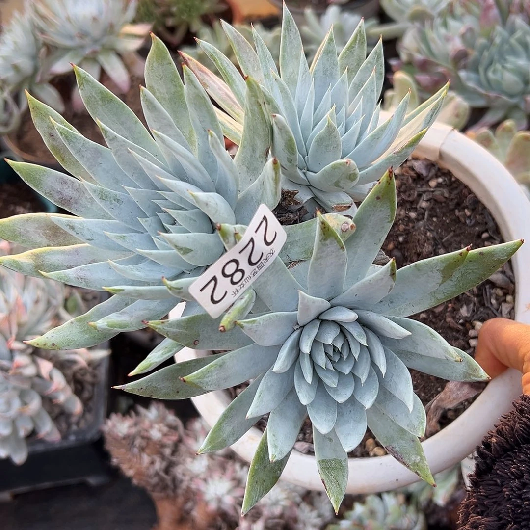 白衣圣徒仙女杯多肉。