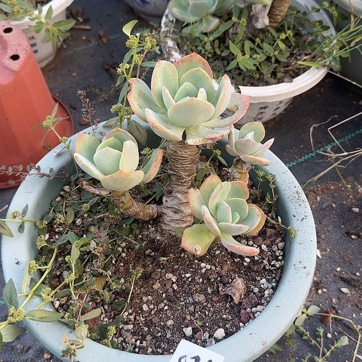 小*028血凤脱土发货