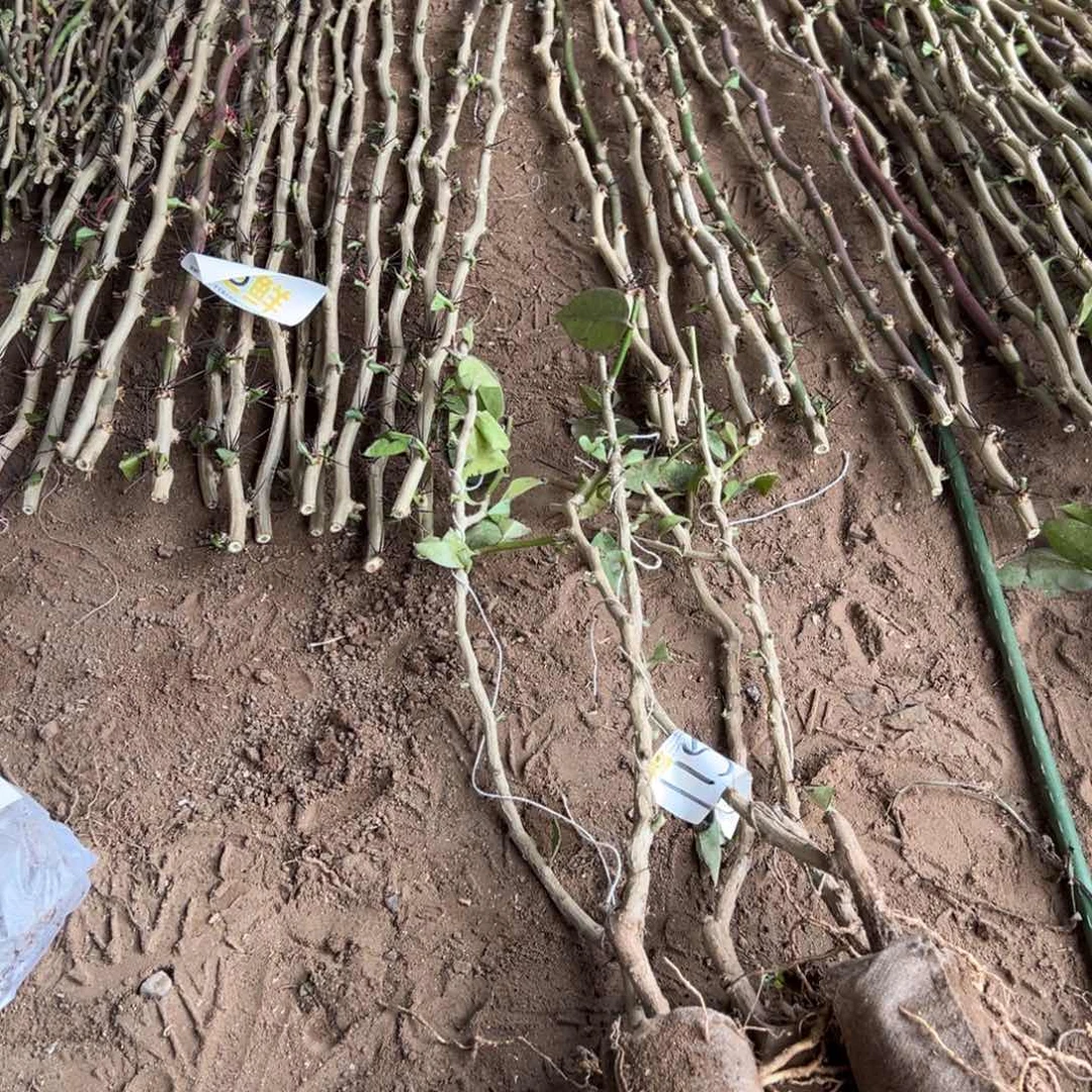 40公分左右叶仙小苗五颗编号115