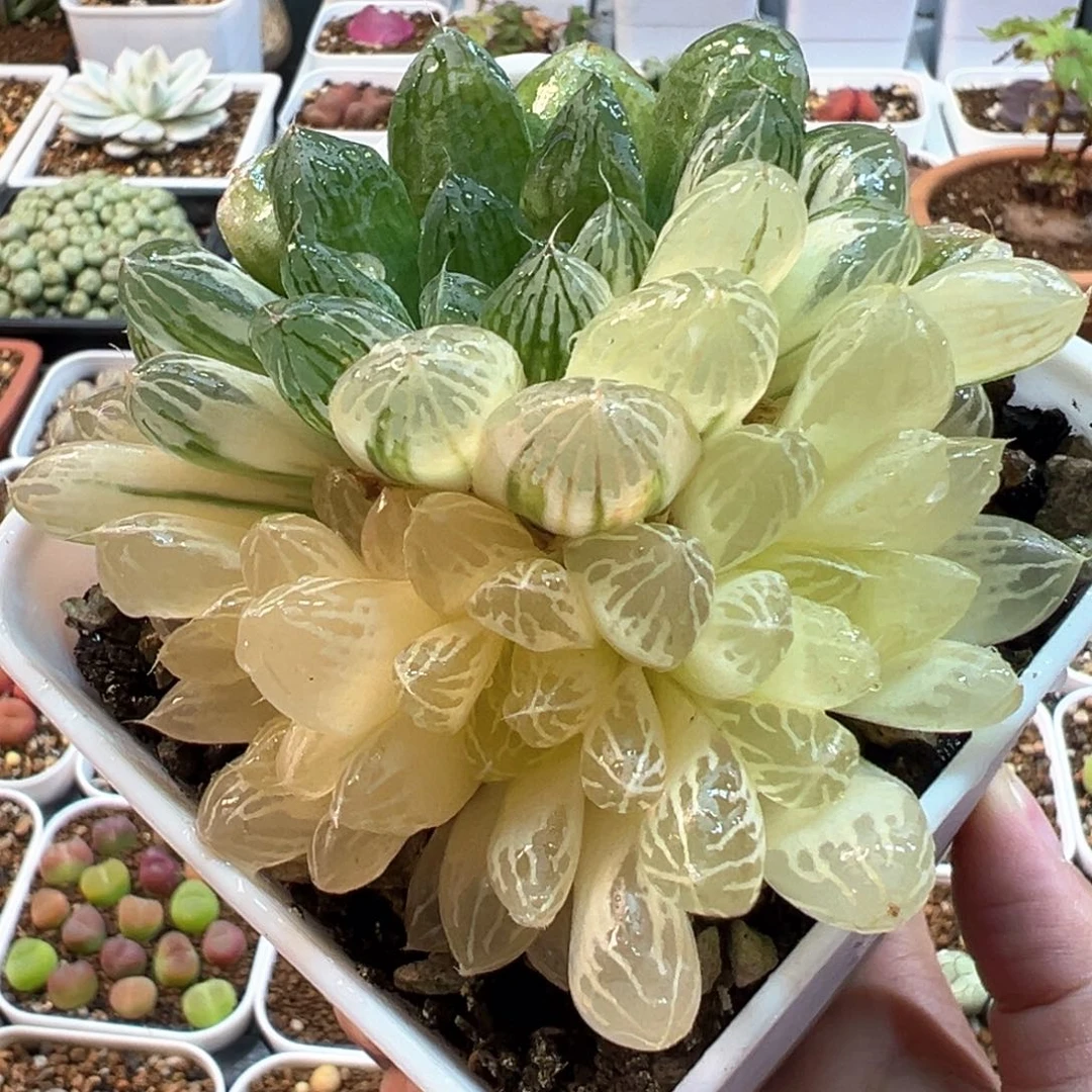 苏州玉露锦多肉植物1