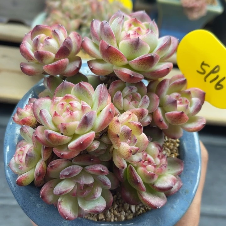 油透肥圆包珍妮5916