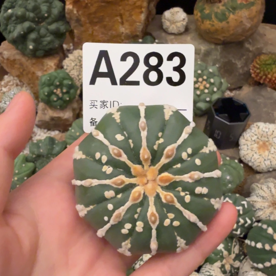 连线海星兜哈哈哈哈哈