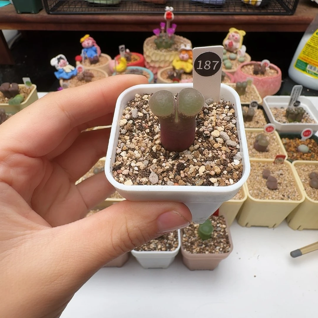 美****多肉植物福利风铃187