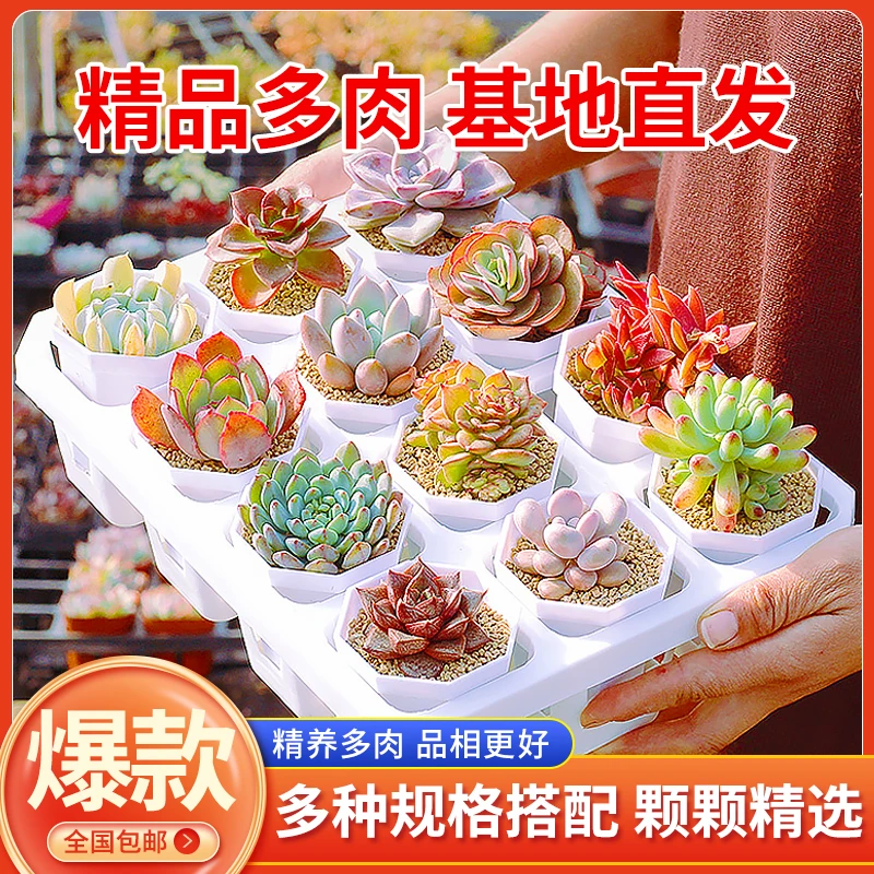 云间胖仔多肉组合｜4株装 好活易养 阳台造景必备