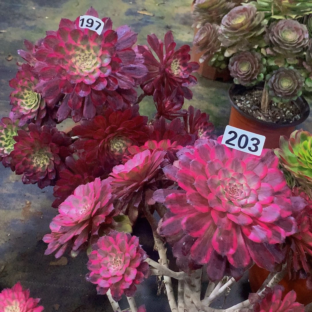 妞多肉197.203.000000