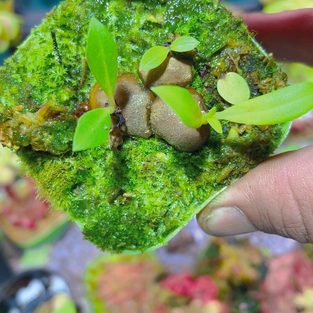 完全开放一气木块根