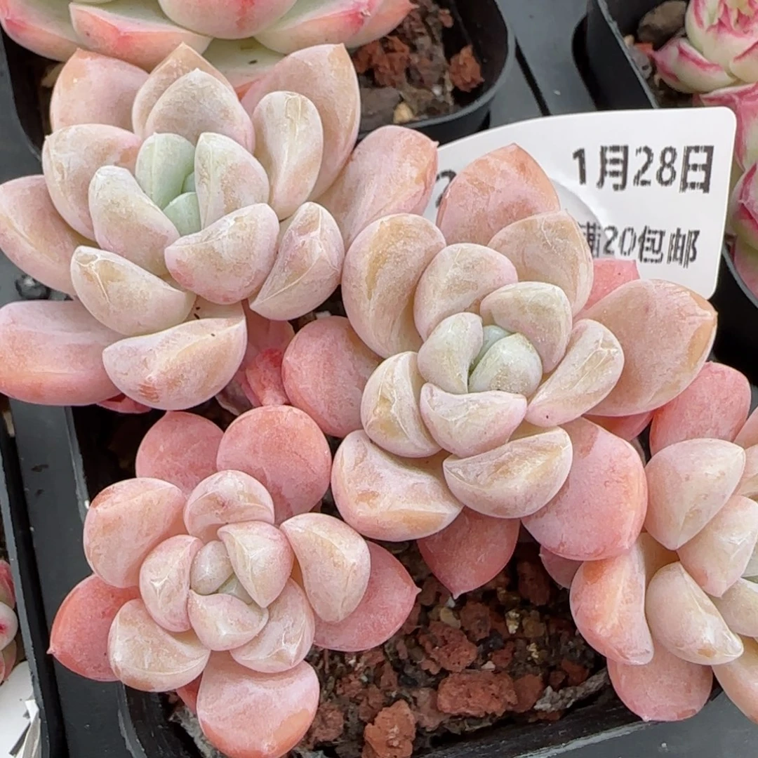 花语逸镜0128-216