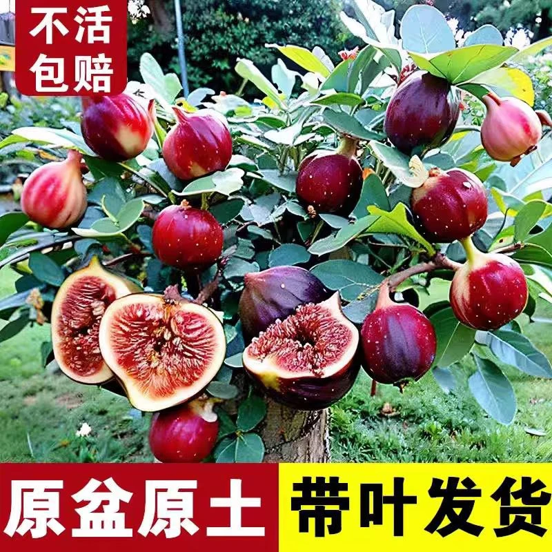 无花果树苗盆栽波姬红南北方种植无花果树苗