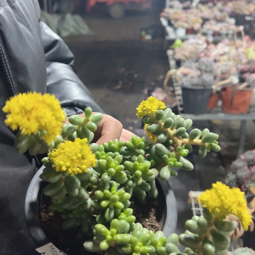 绿龟卵整桩整群老桩