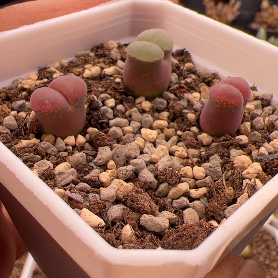 9.15日红加磁铁多肉植物组合216