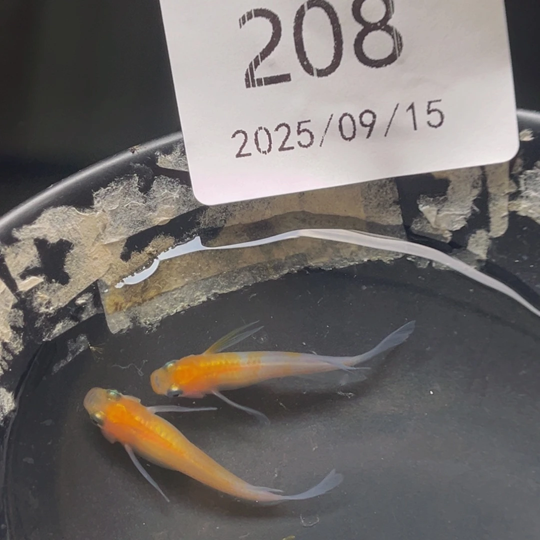青鳉208红白真长鳍一对