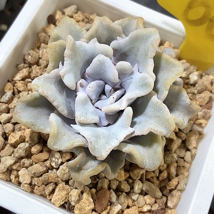 多肉植物饺子皮6090