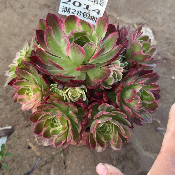 2014二号棚海鲜多肉B