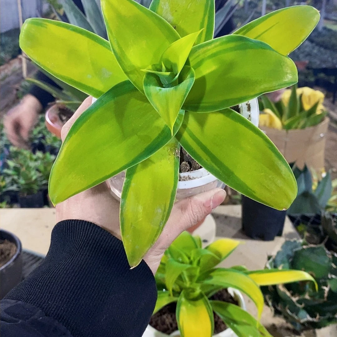 狐尾浅中斑冠幅15厘米左右