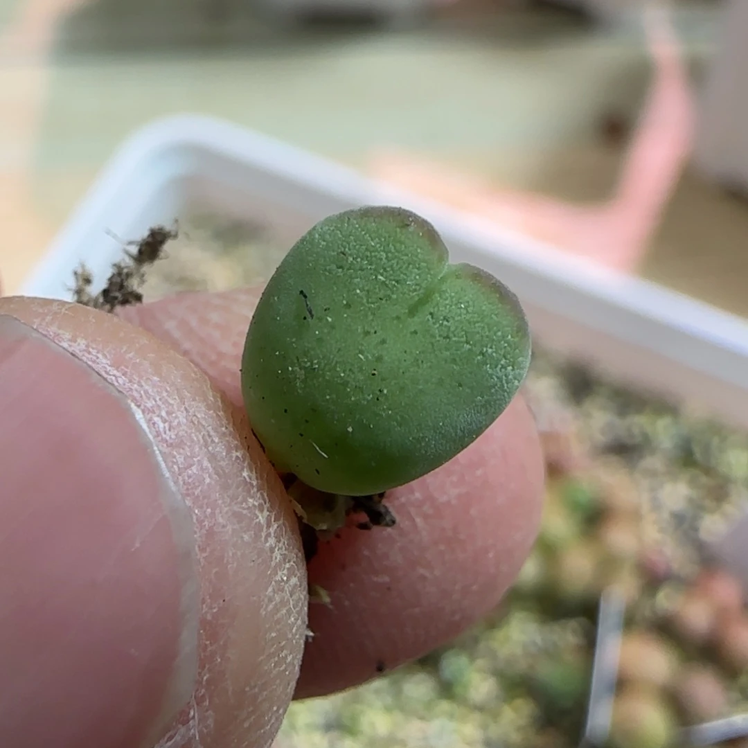 拉****o毛胖子是生多肉植物一颗