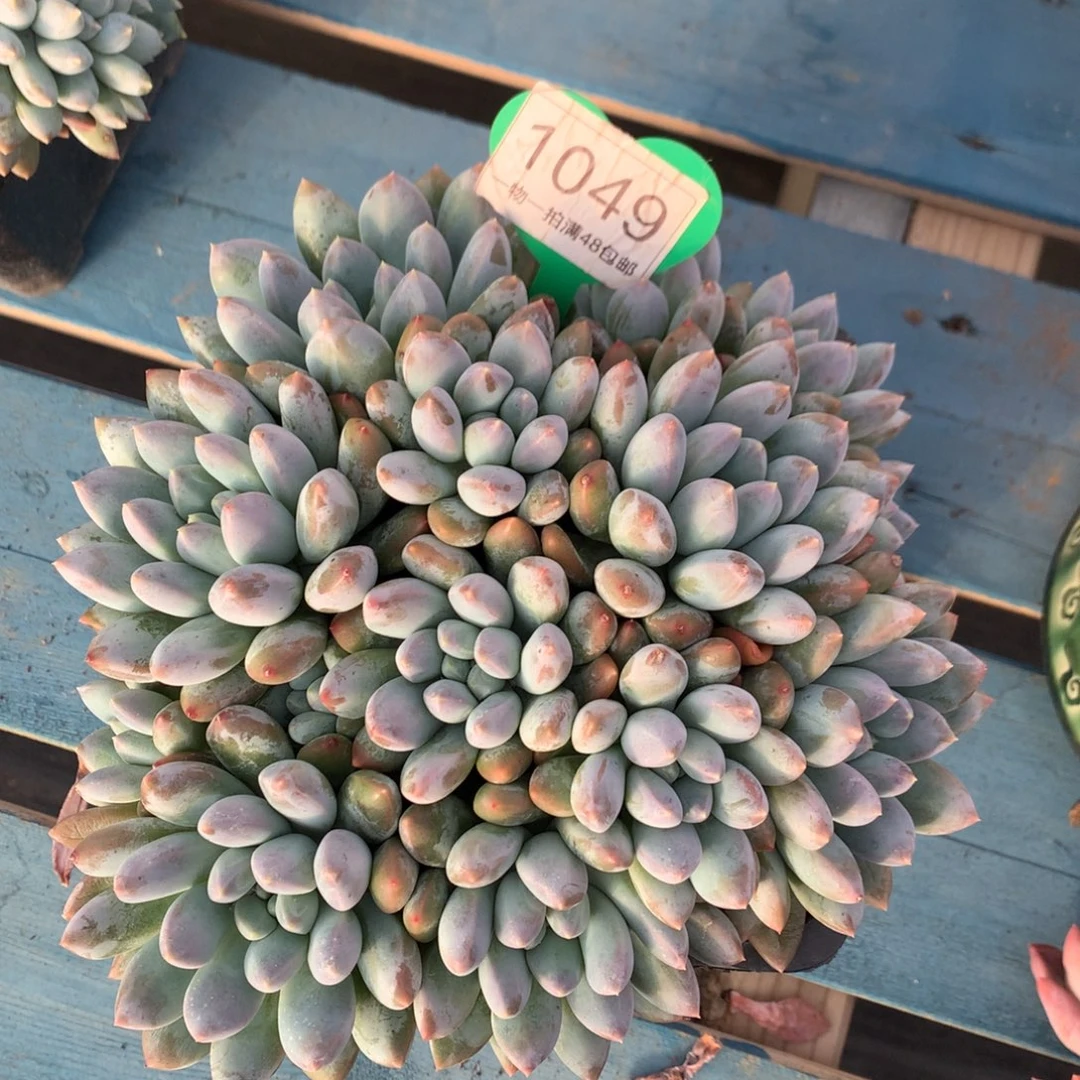 宽叶奶糖无砍平头1049