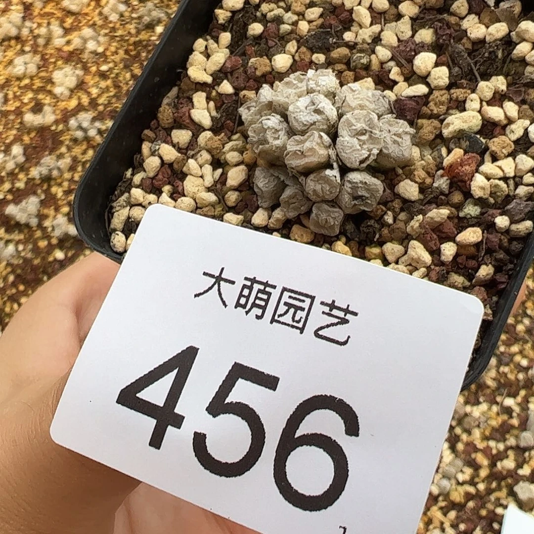0000456 一物一拍脱土发