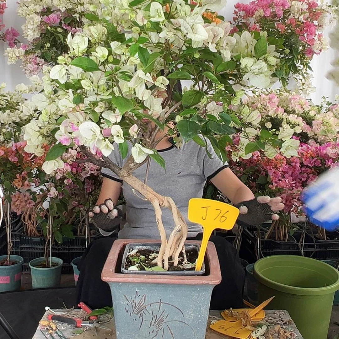 金***林大部分花苞少量开放J76红樱