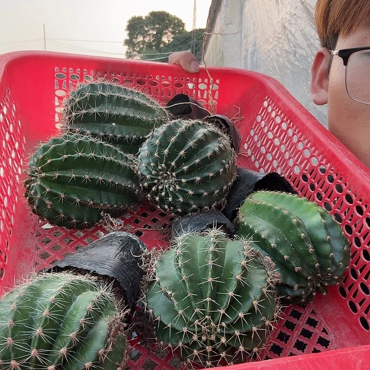用***5无花朵彩草哈哈哈哈哈哈哈哈
