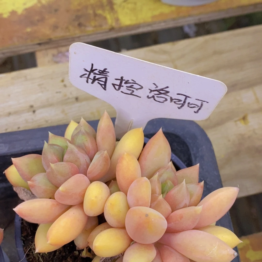 粉丝回馈专场，停播场