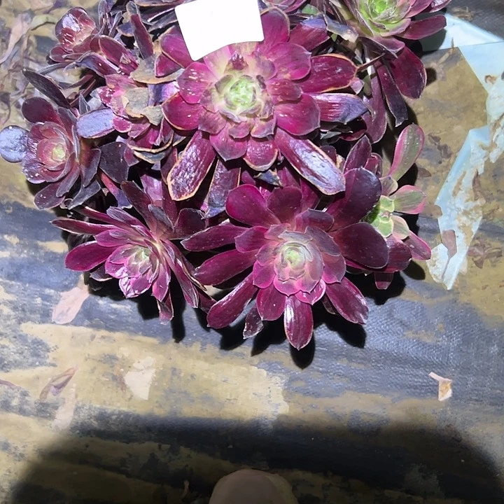 用****花多肉法师植物链接1