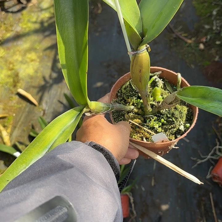 完全开放蓝色保罗