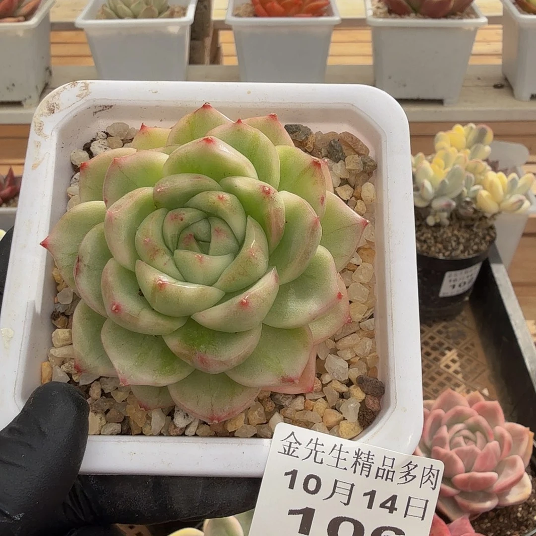 1014-106小包子锦单头