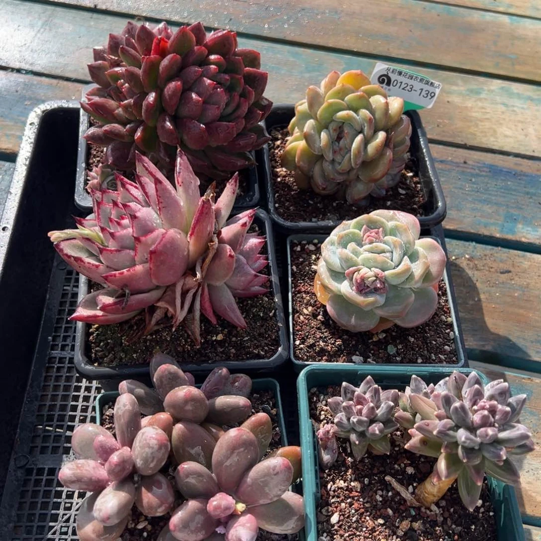 从前慢多肉精选编号0123.139