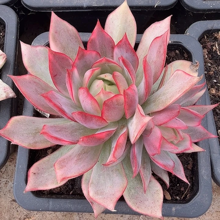 红莲锦火莲锦腹轮锦