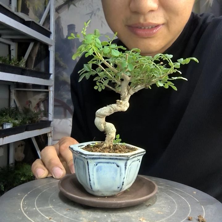 用****1中青园艺一物一拍70