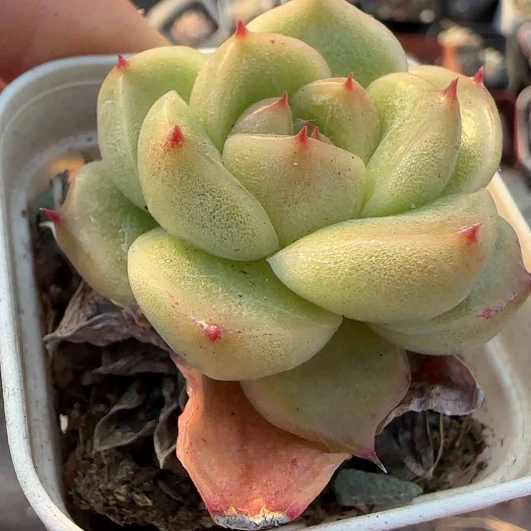 多肉小卡拉米糖心一物一拍