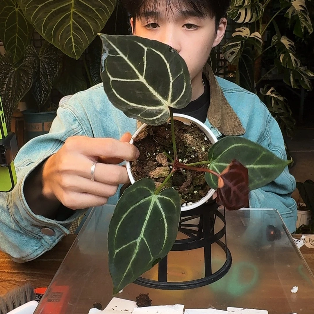 完全开放B189紫水晶杂蝴蝶寡妇