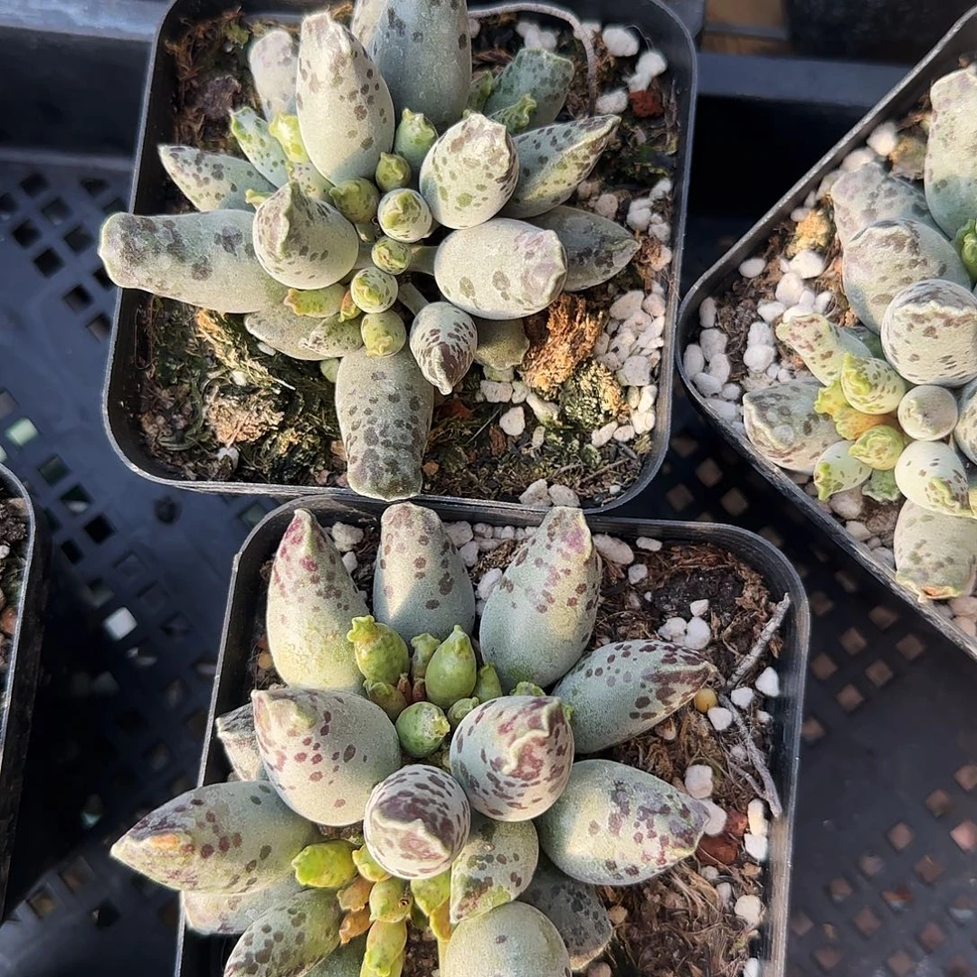 大盆海豹19.9包邮