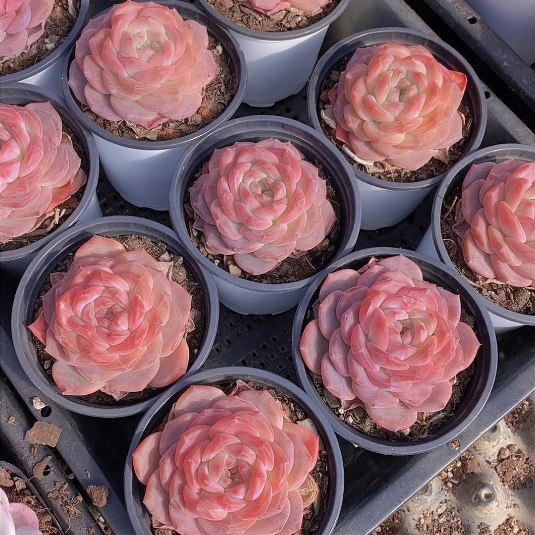 0203-雪芙蓉大单头一颗 量拍